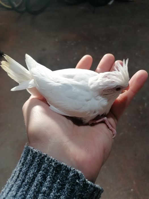 Caturra bebé macho Albino