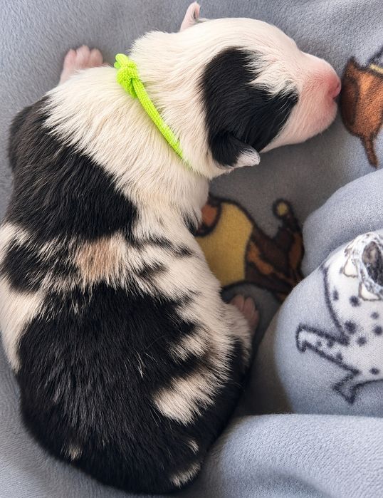 Border collie piesek