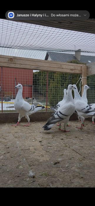 Srebrniaki szarolote samcem samice