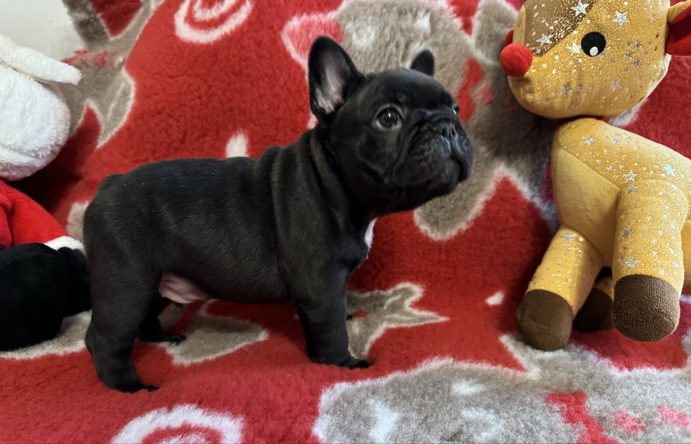 Buldog francuski FCI ZKWP piesek