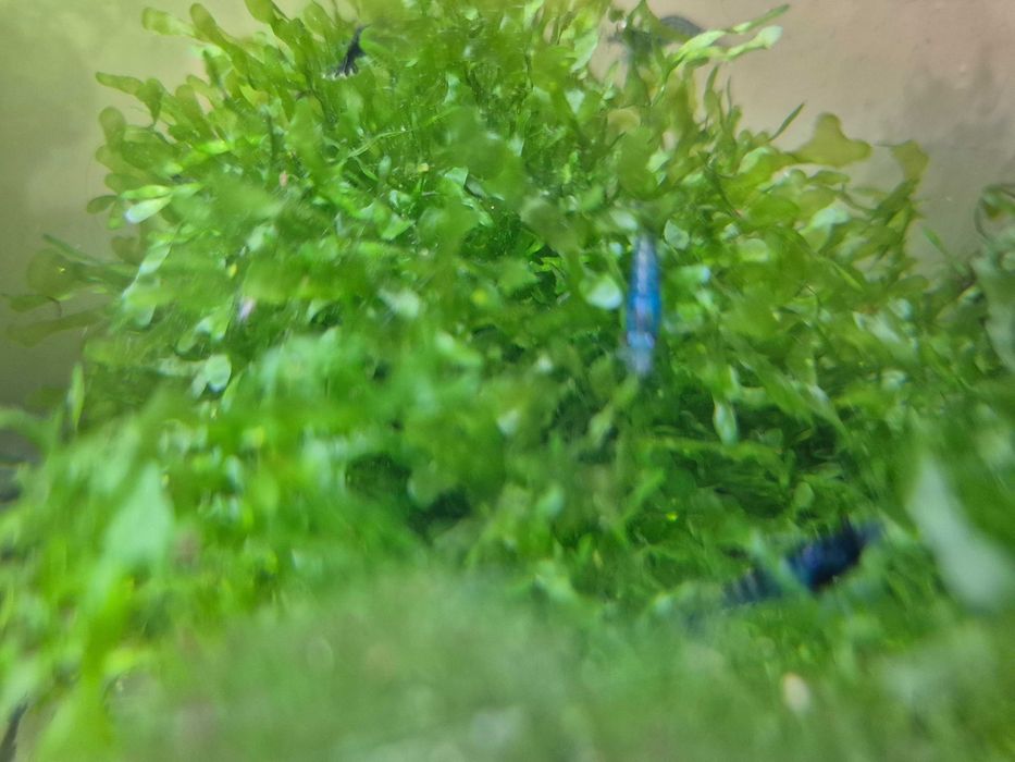 Krewetki neocaridina blue velvet