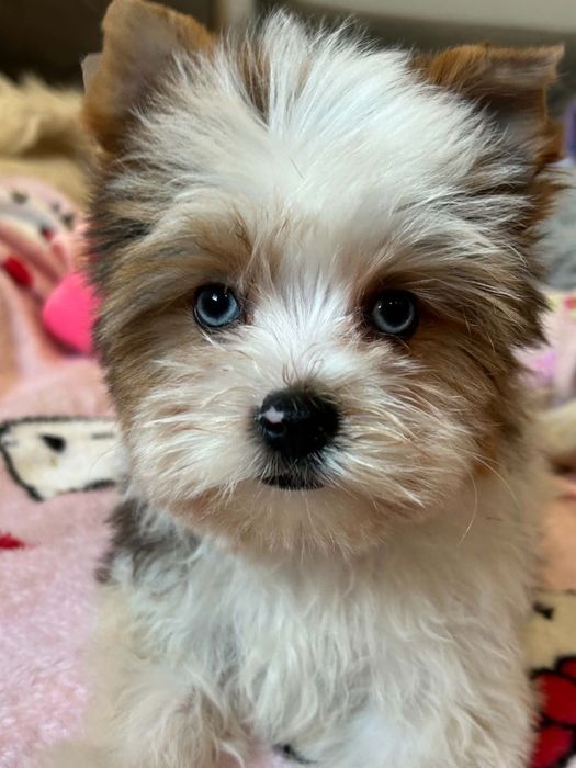 Bluberry Yorkshire terrier śliczny chłopak