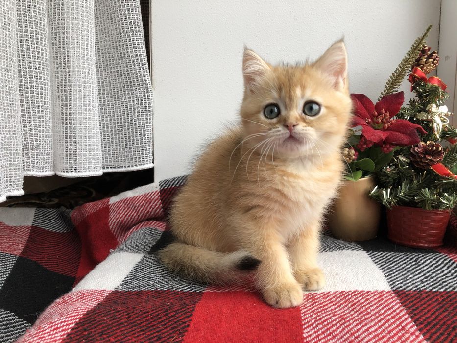 Прямовушик шотландський  золотий