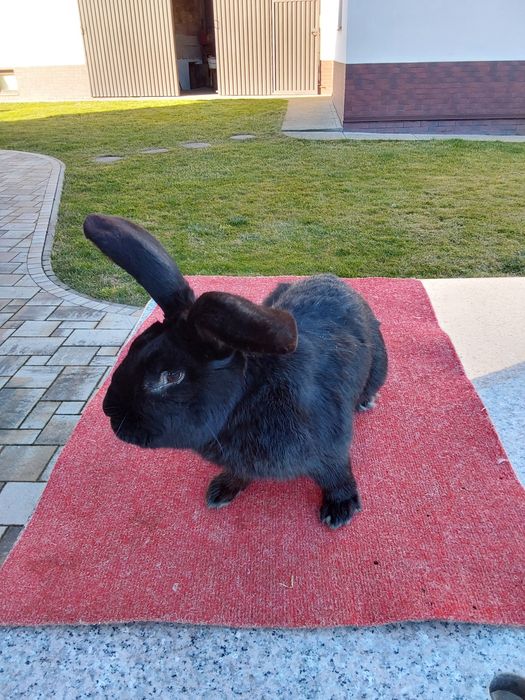 Królik srokacz czarny