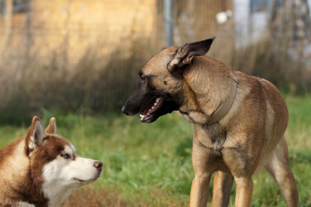 Hotel dla Psów Haszczakowo