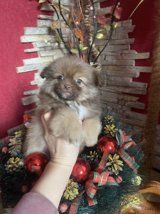 Продам цуценят Пекінесиків