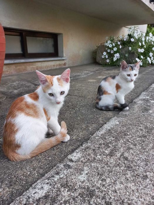 Gatinhos para Adoção Responsável