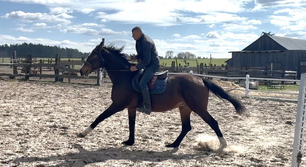 Klacz po Indoctro - ujeżdżona, sprawdzona matka