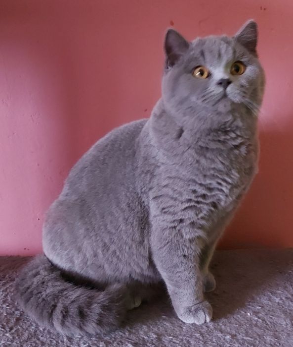 Kotka brytyjska z rodowodem