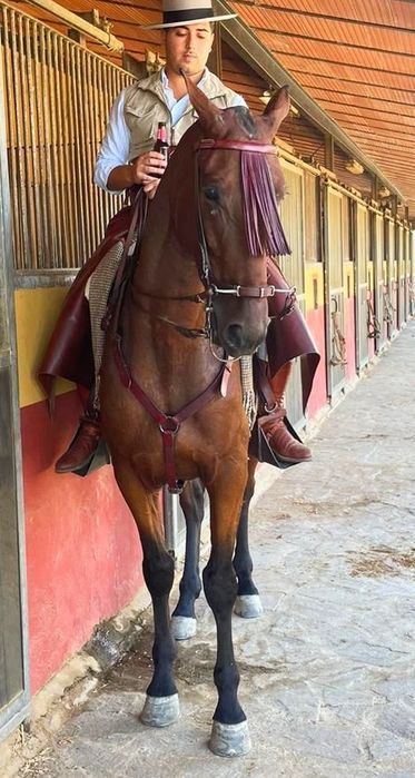 Cavalo castrado  .