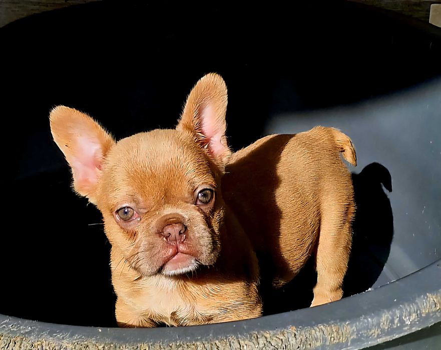 Bulldog francês Fêmea cor Isabella