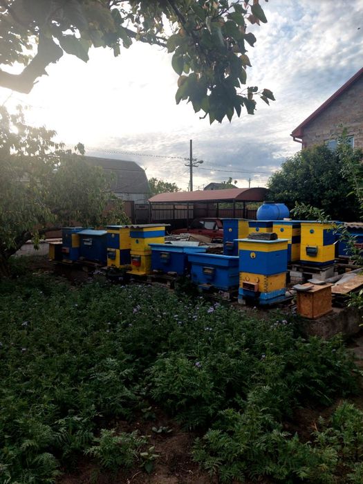 Продаю пассику в с. Визирка