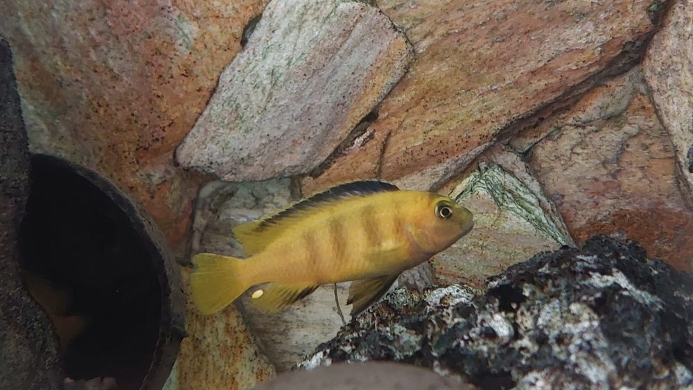 Pseudotropheus Saulosi 2 samce, cena za 1 samca