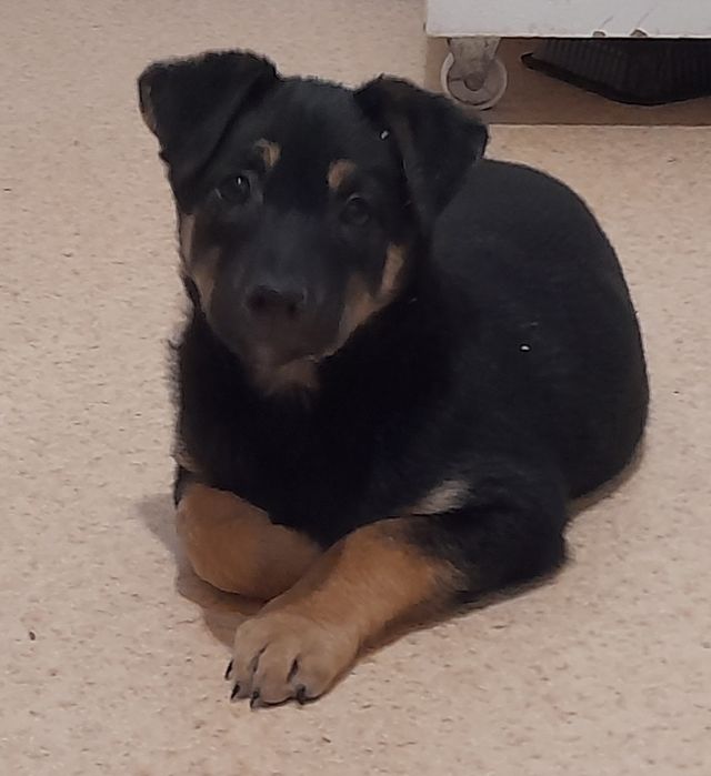 Собаки, цуценята, щенята (щеплені) в добрі руки БЕЗКОШТОВНО