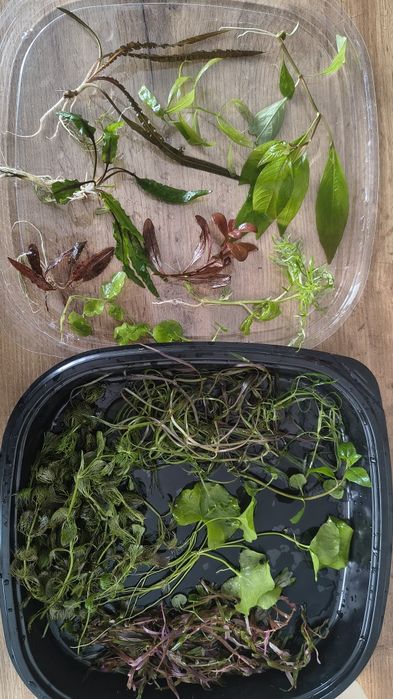 Rośliny akwariowe mix 50