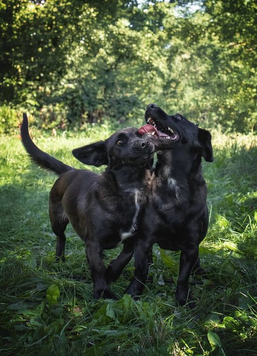 Собачки Пепа та Лулу шукають родини