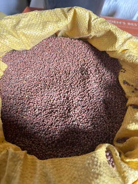 Gryka, łubin, rzodkiew, wyka, facelia, Gorczyca i inne ziarna