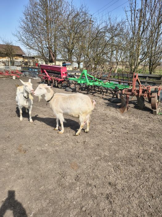 Продається  коза