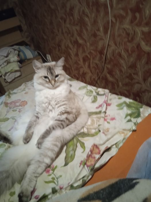 Віддам шотландськут кішку 1,5 роки.