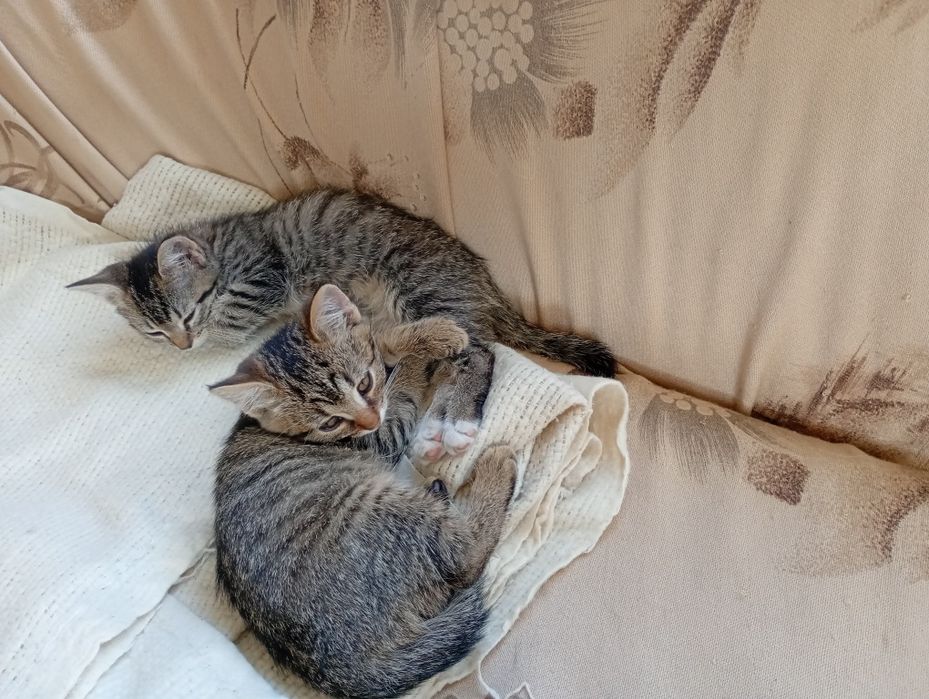Отдам милых котят!