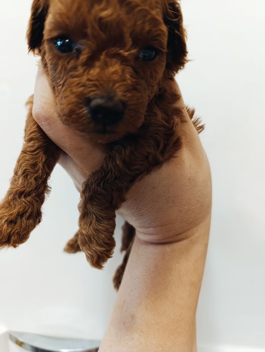 Той Пуделяшки Ред Браун і Ред