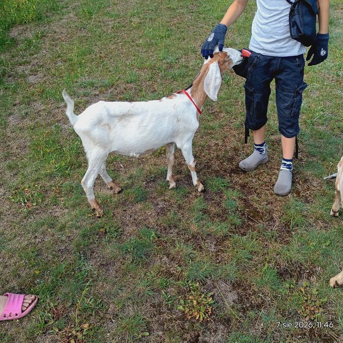 koziołki mix anglonubijski kastrowane