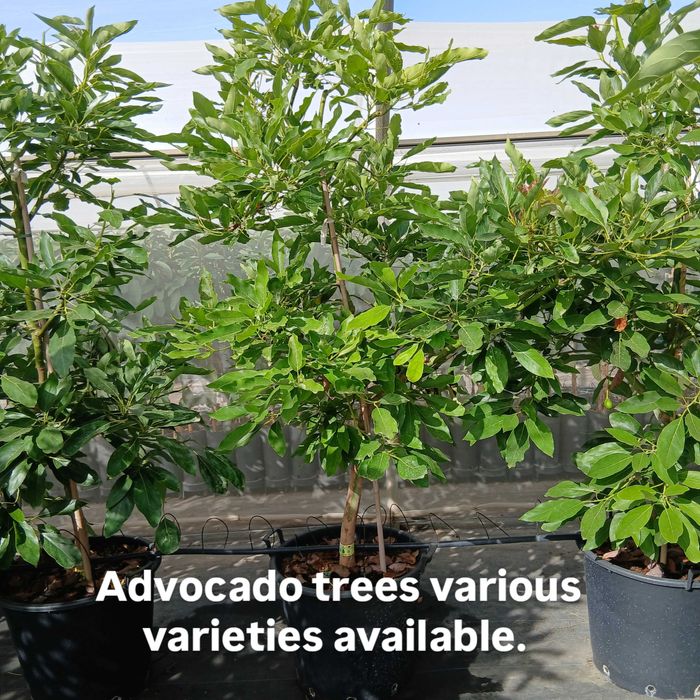 Tropical fruit and trees / Fruta Tropical e plants