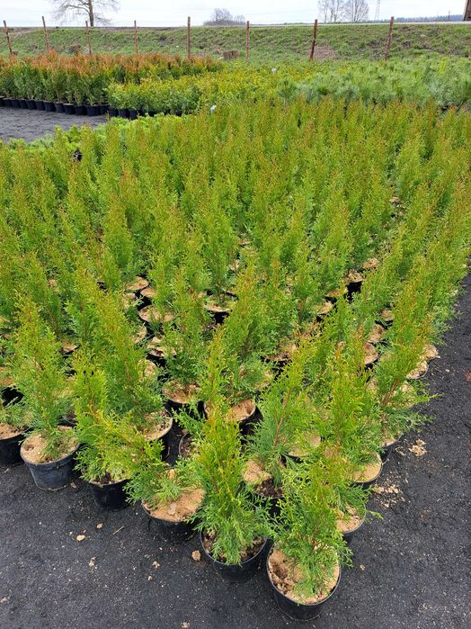 Tuja szmaragd dostawa gratis  60-80 cm promocja