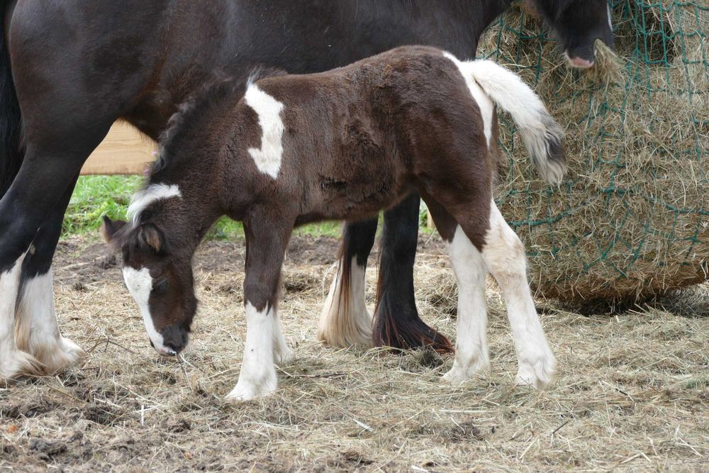 Ogierek Gypsy Cob 2025 r. -  gen perły, pełne badania, paszport ICS