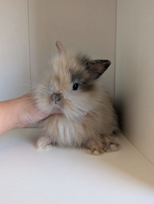 Królik karzełek, mini lop, miniaturka
