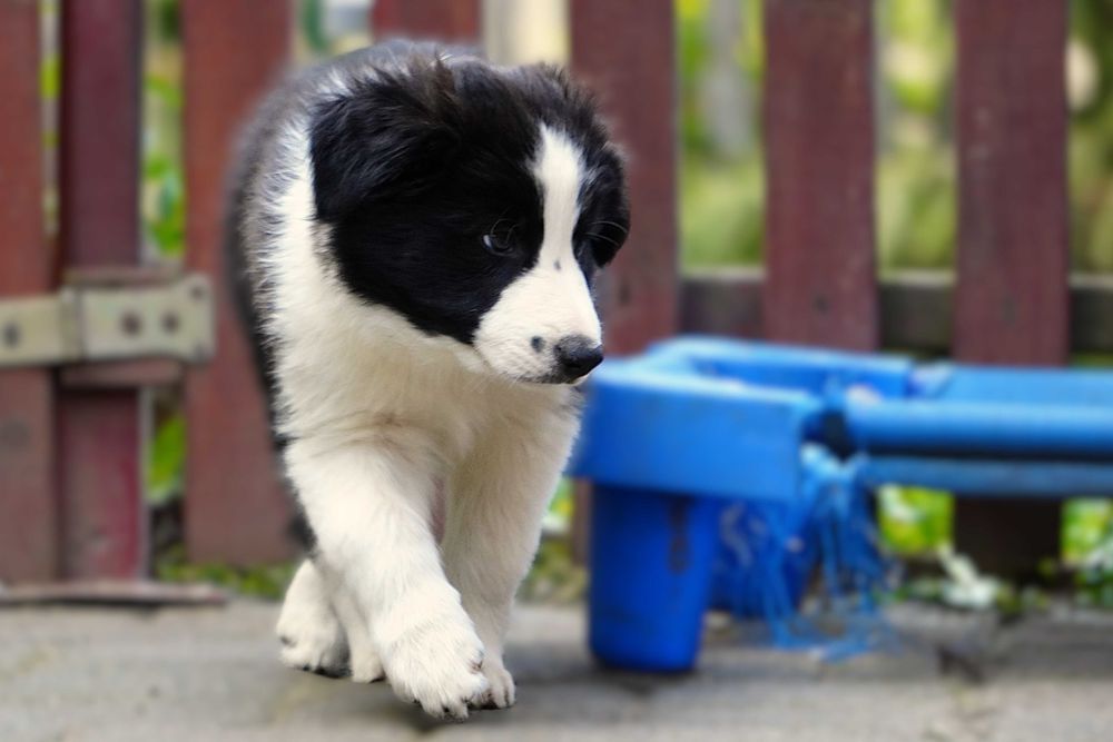 Border collie ZKwP/fci - szczeniak gotowy do zmiany domu