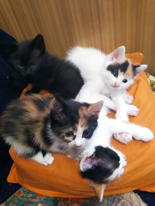 Віддам кошенят безкоштовно