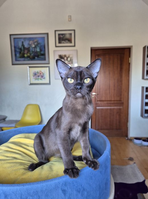 sobolowy kocurek burmski (kocięta burmańskie)