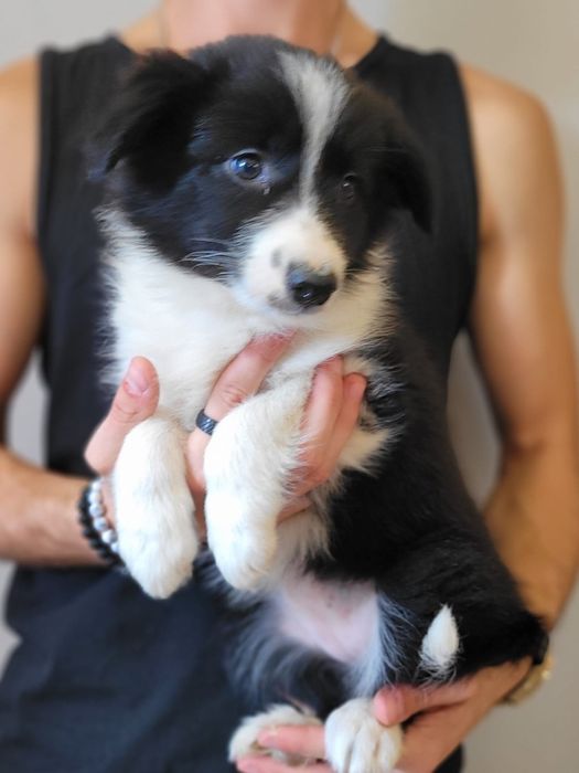 Border Collie piesek