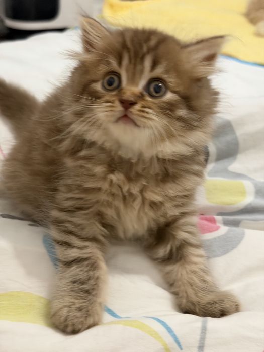 Gatinha Scottish straight chocolate tabby