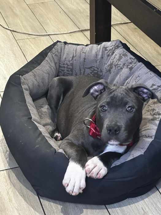 Амстафи шоу-класу