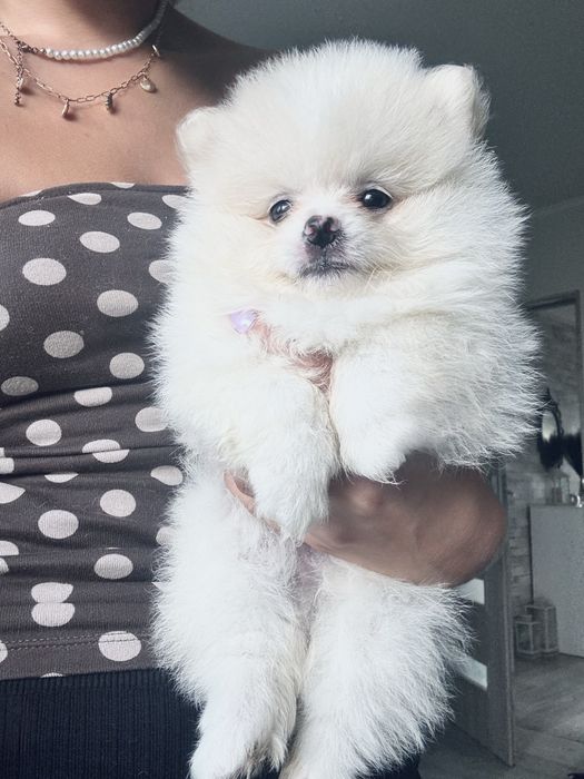 **Nachos**Szpic miniaturowy, pomeranian, malutki piesek