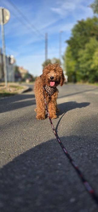 Cockapoo/ dziewczynka