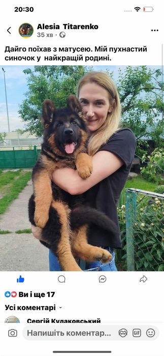 Розплідник Німецької вівчарки цуценята