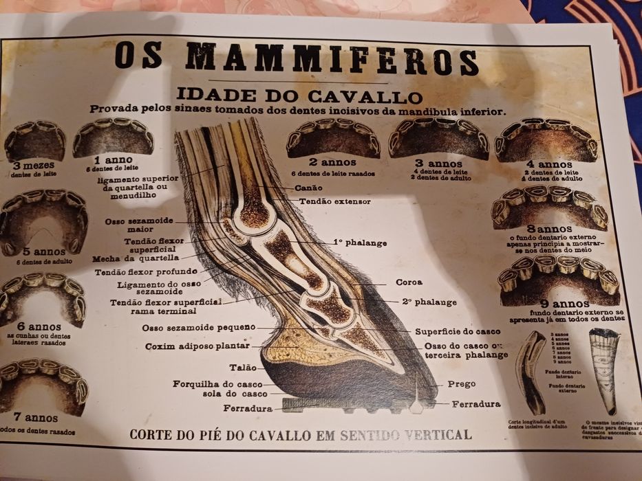 Estampa idade do cavalo