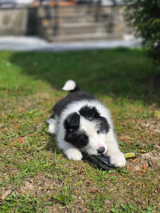 Border Collie ZKWP FCI pies