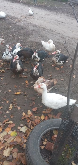 1 молода качка важкоi нiмецькоi лiнii змiнить мicце проживання 500 гр