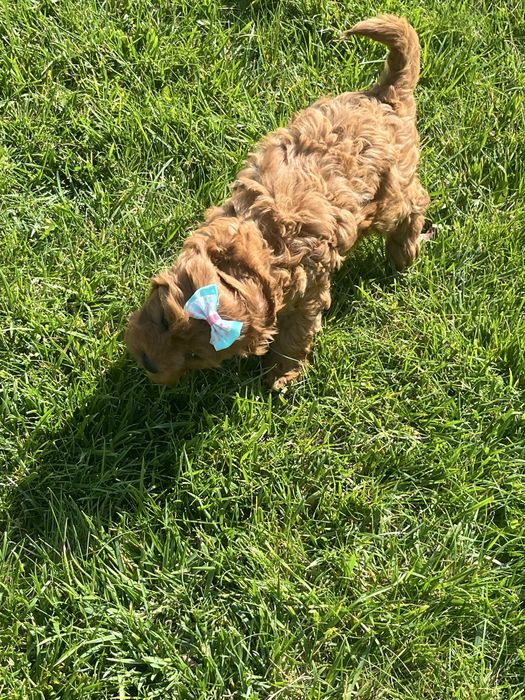 Cudowna suczka cavapoo do odbioru