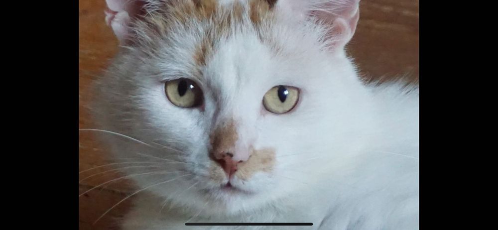 Młody kocurek do adopcji