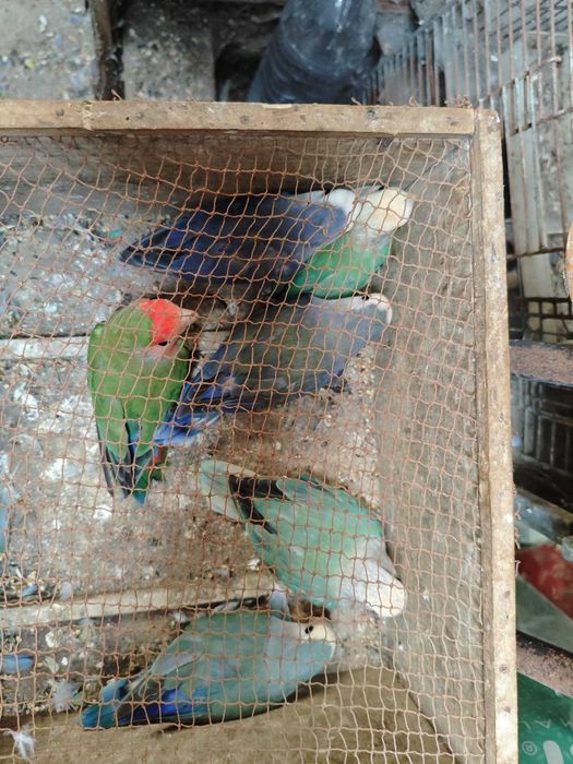 Roseicollis muito bonitos e meigos!