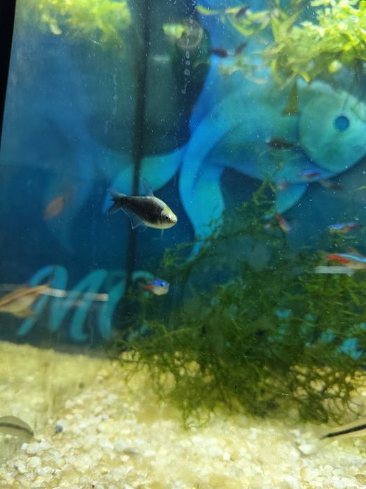 Tetra imperador negro