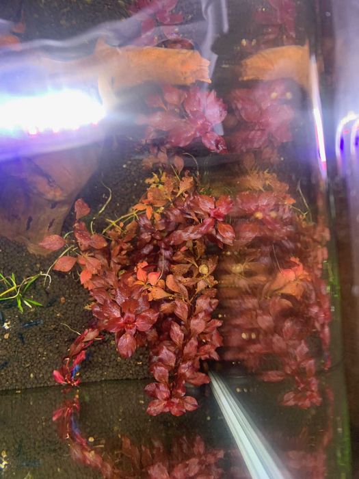Ludwigia Mini sp. Super Red
