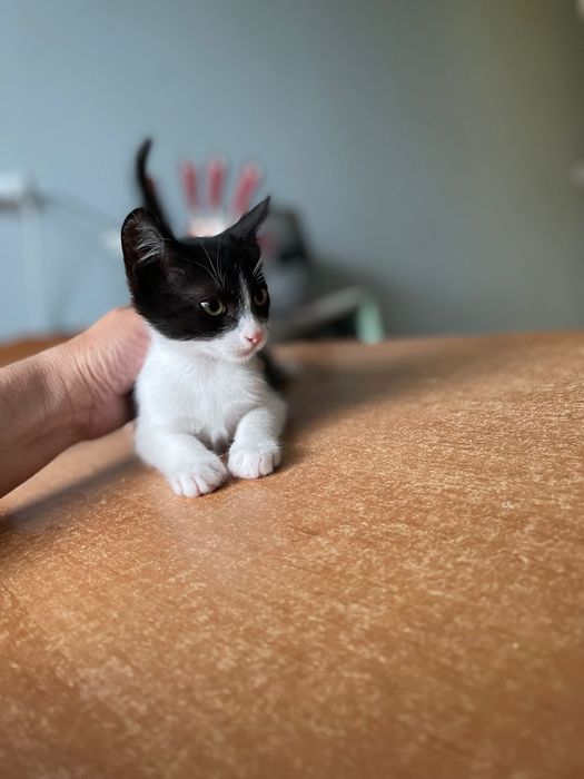 Котята котики отдам   ласковый котенок