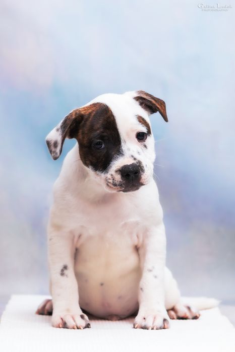 Вы бачили когось миліше цього хлопчика