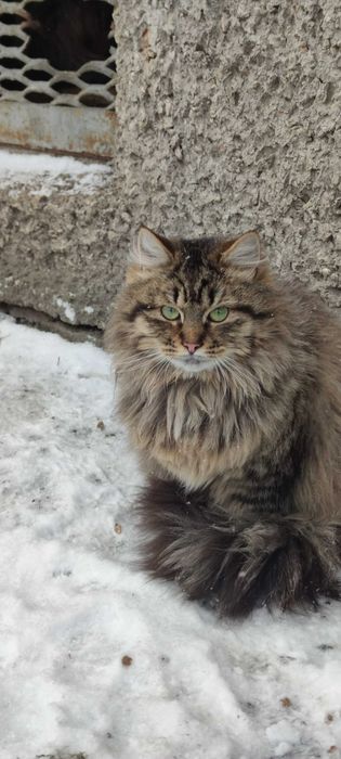 Кошенята в добрі руки